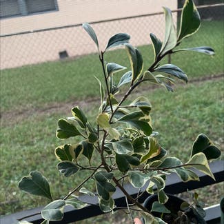 Ficus triangularis 'Variegata' plant in Pembroke Pines, Florida