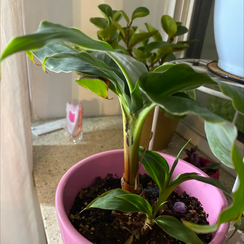 Dwarf Banana plant in a pink pot with visible black spots on the stem, placed near a window.