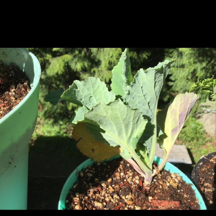 Close-up of a wild cabbage plant with large, lobed green leaves growing in a pot. Some slight yellowing on lower leaves.