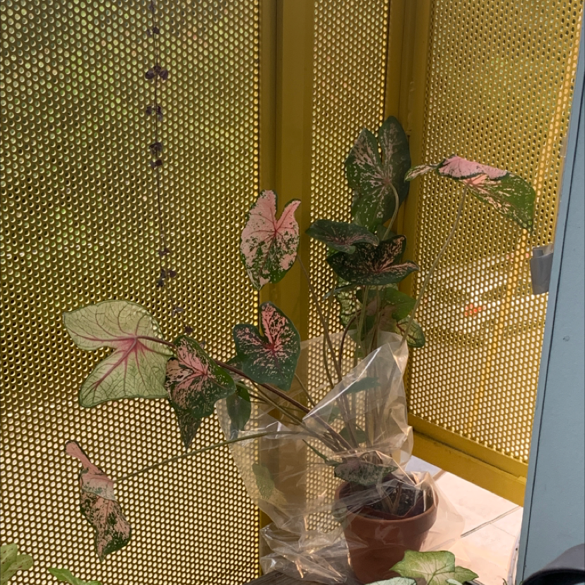 A potted caladium plant with heart-shaped green and pink leaves, showing some slight yellowing, against a yellow perforated backdrop.