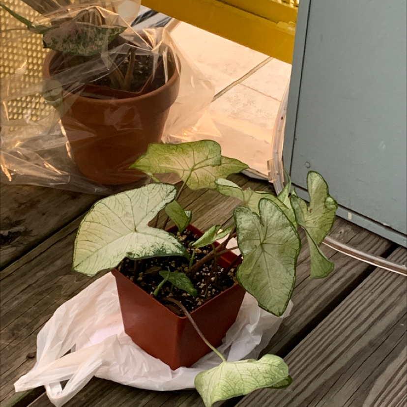 A healthy Caladium 'Heart of Jesus' plant in a nursery pot, with large leaves featuring red centers and green margins.
