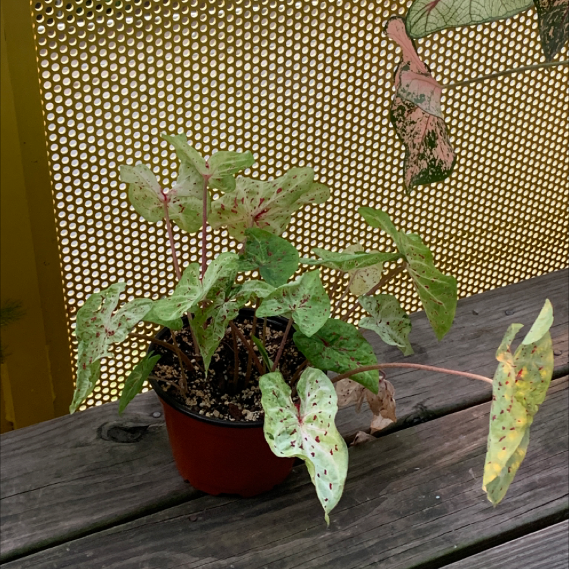A Caladium 'Heart of Jesus' plant in a red pot with colorful leaves, one showing yellowing. Placed on wood with a gold metal mesh background.