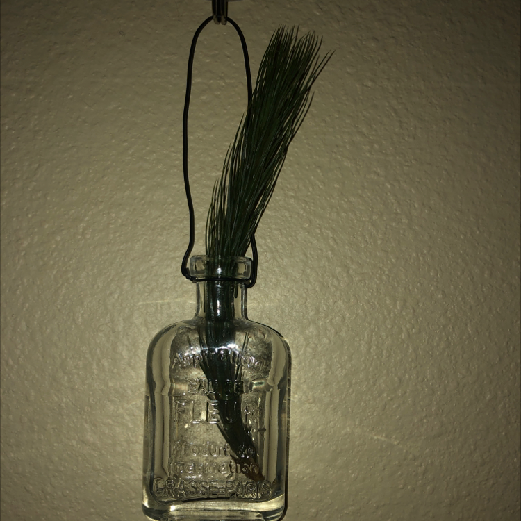 Photo of the plant species Tillandsia andreana by @76clarissa named Elina on Greg, the plant care app