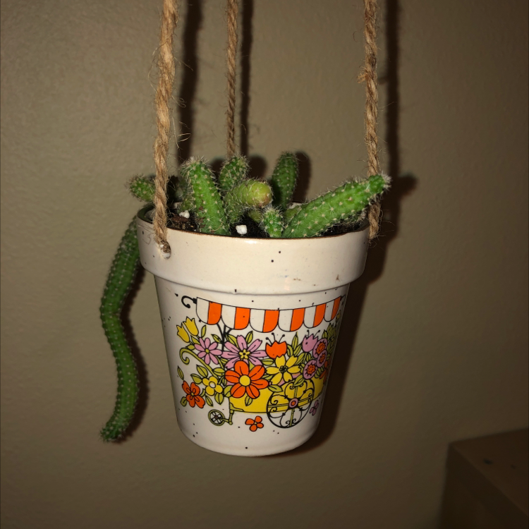 Peanut Cactus plant photo by @76clarissa named Orwell on Greg, the plant care app.