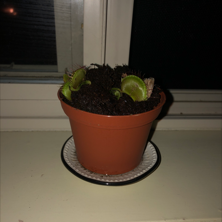 Red Piranha plant photo by @76clarissa named allyssa on Greg, the plant care app.