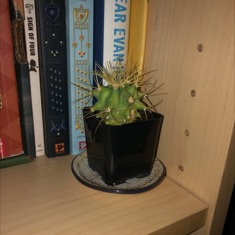 Golden Barrel Cactus plant photo by @76clarissa named Sanders on Greg, the plant care app.