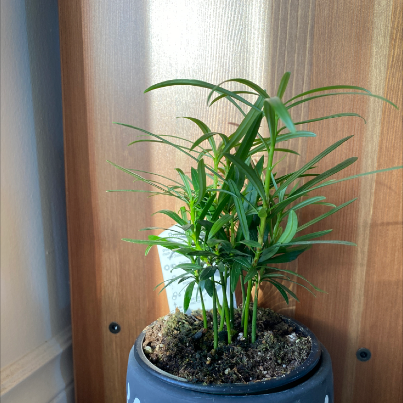Podocarpus plant in a pot with visible soil, healthy green leaves, wooden background.