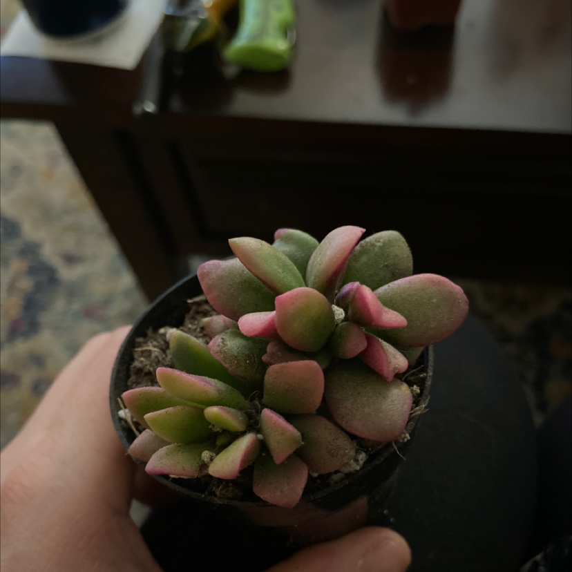 Anacampseros 'Sunrise' succulent with green and pink leaves in a small pot.