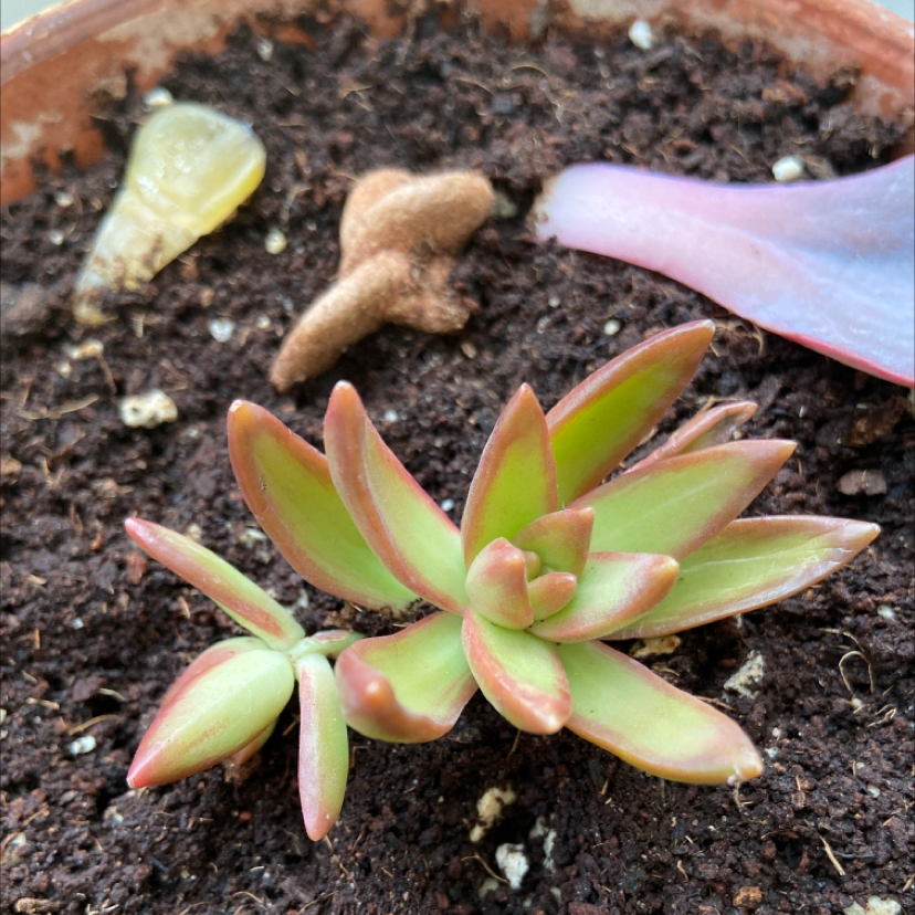 Red Pagoda succulent plant in a pot with visible soil, showing green leaves with red edges.