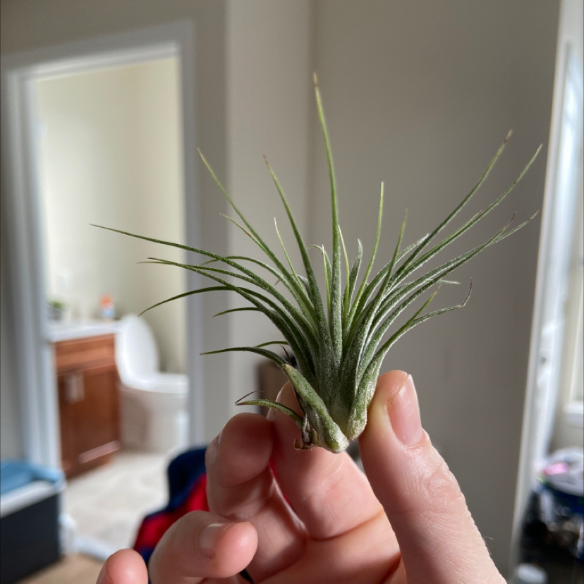 A healthy Spreading Airplant being held by a hand in an indoor setting.