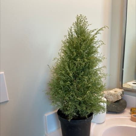 Photo of the plant species Lemon cypress by Ashley named Your plant on Greg, the plant care app