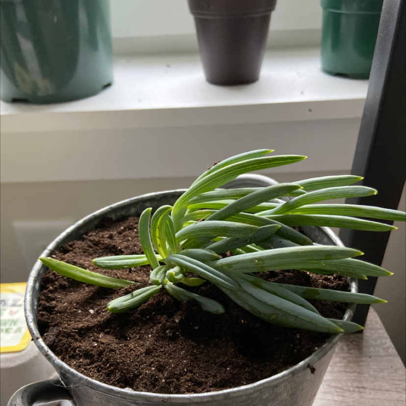 Blue Chalksticks plant in a metal pot with visible soil, healthy and well-framed.