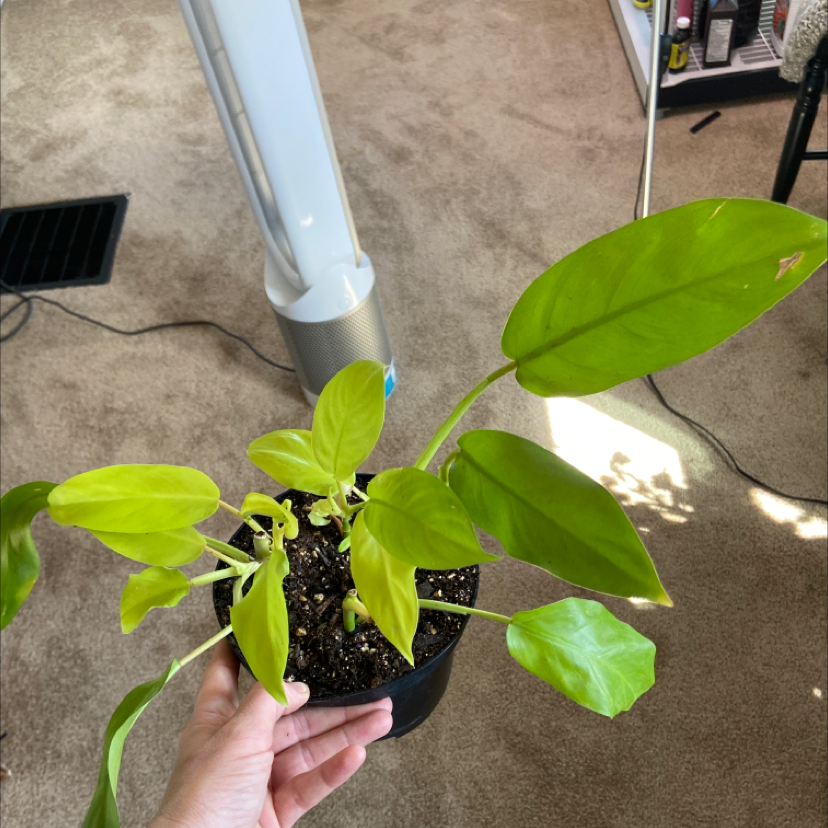 Golden Goddess Philodendron plant in a small pot with visible soil and slight yellowing on one leaf.