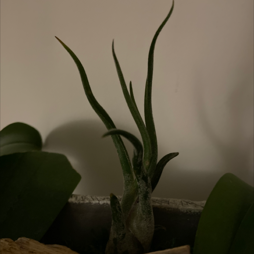 Medusa Head Air Plant with elongated, thin leaves, well-framed against a plain background.