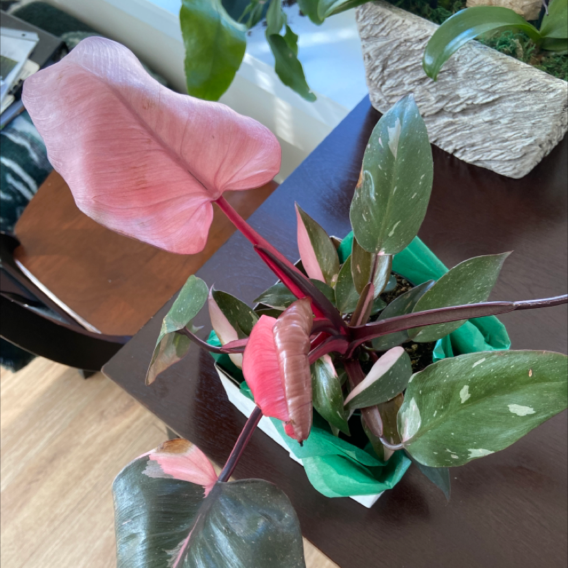 Pink Princess Philodendron with variegated pink and green leaves in a pot on a table.