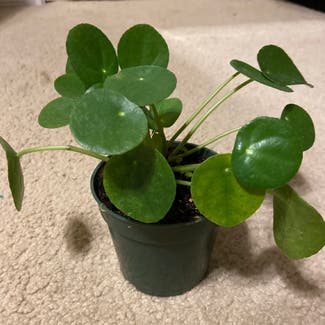 Chinese Money Plant plant in Dallas, Texas