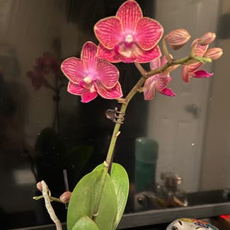 Phalaenopsis Orchid plant in Dallas, Texas