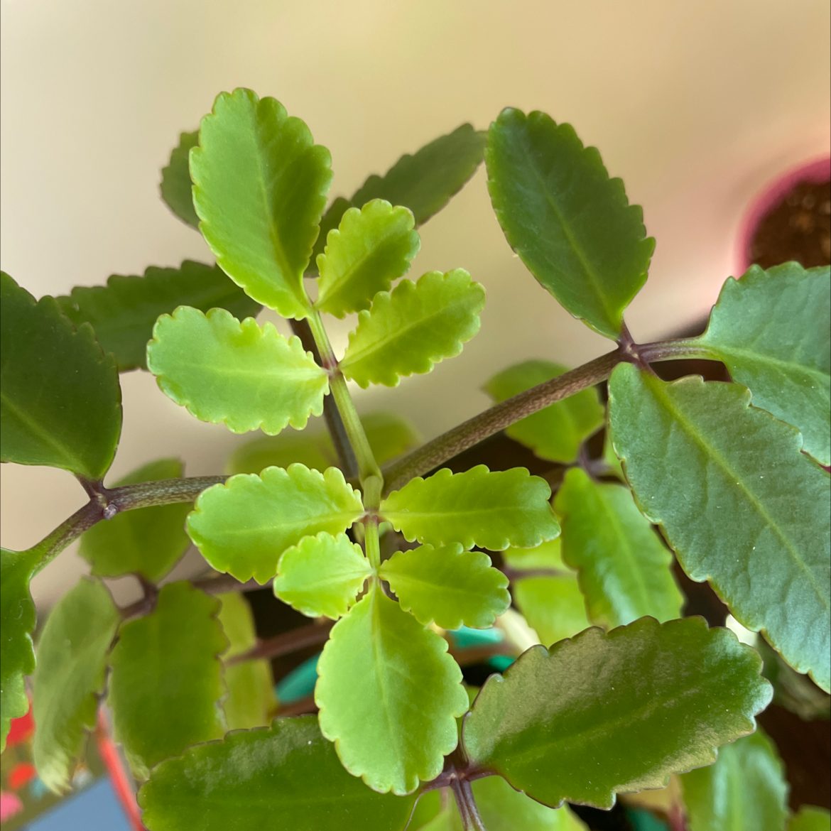 Healthy, vibrant Kalanchoe pinnata plant with bright green scalloped leaves, well-framed against a pink background.