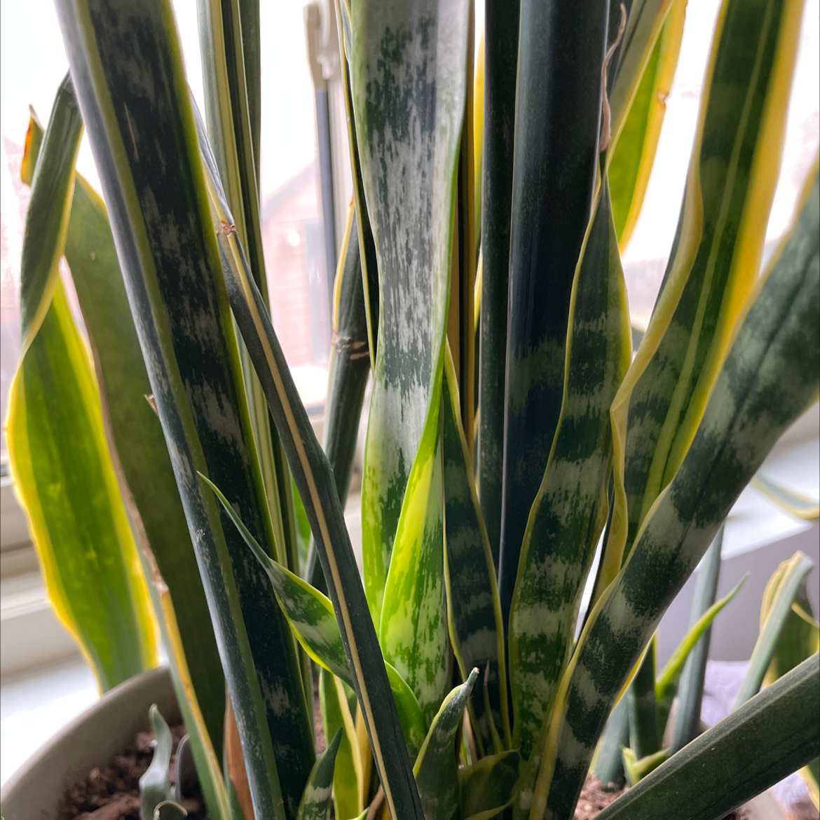 Snake Plant plant photo by @avansch named LiloStitch on Greg, the plant care app.