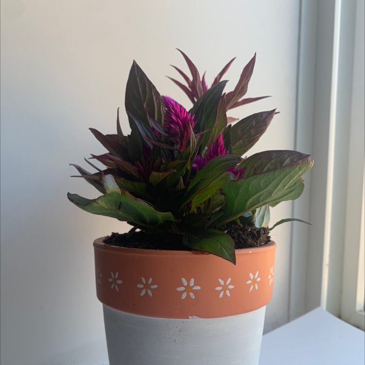 Healthy Cockscomb plant with vibrant red-purple plume and lush green foliage in a decorative terracotta pot, well-framed.