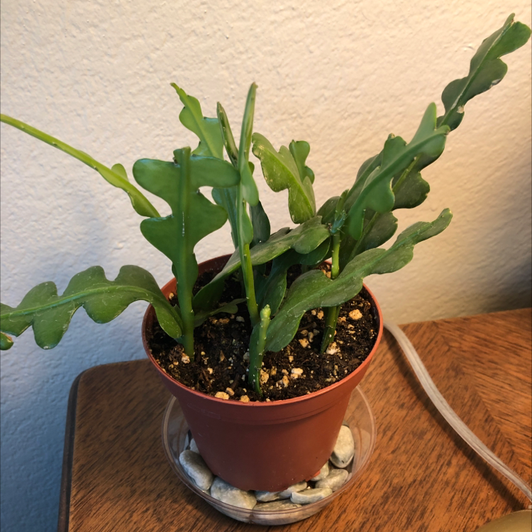 Photo of the plant species Dutchman's Pipe Cactus by Kira named Keanu Leaves on Greg, the plant care app