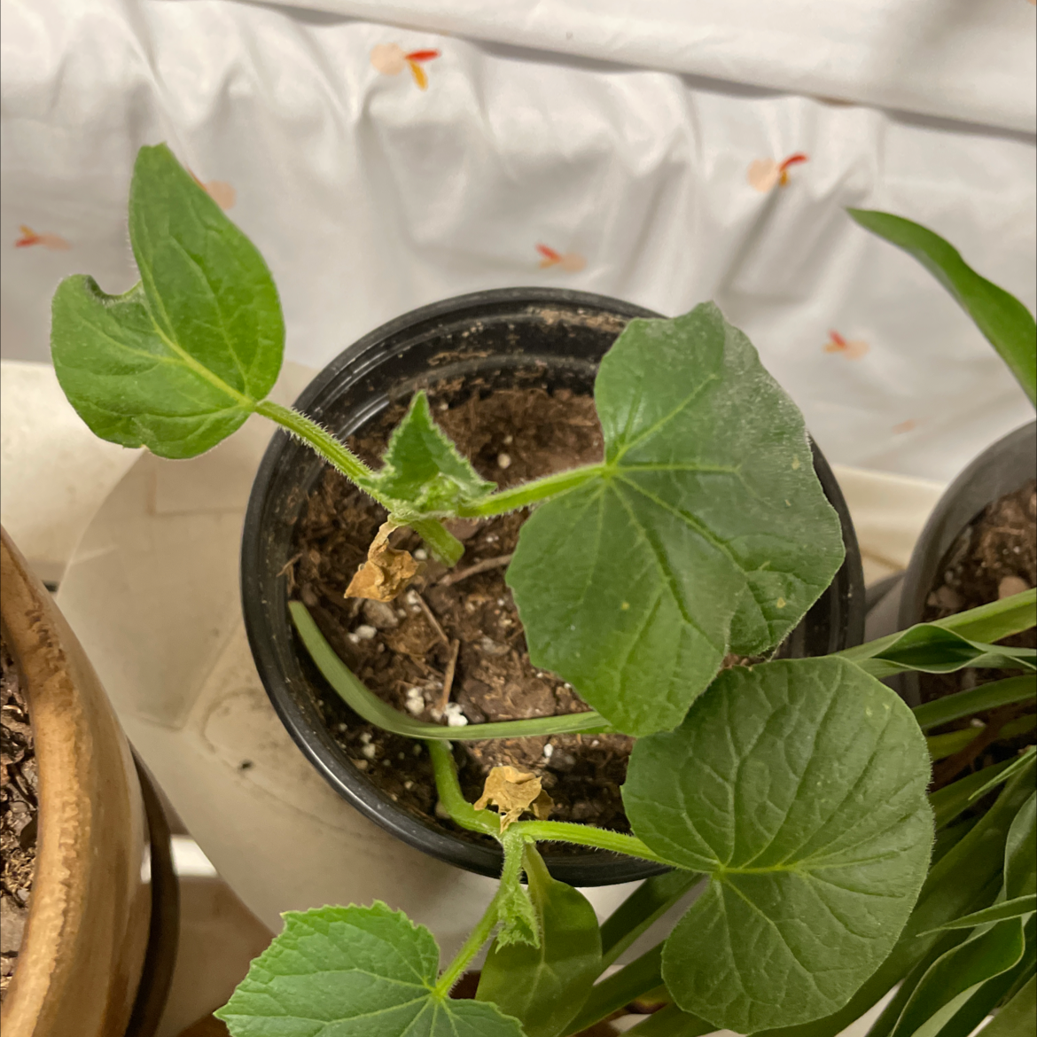Cucumber plant in a pot with visible soil and some yellowing and browning leaves.