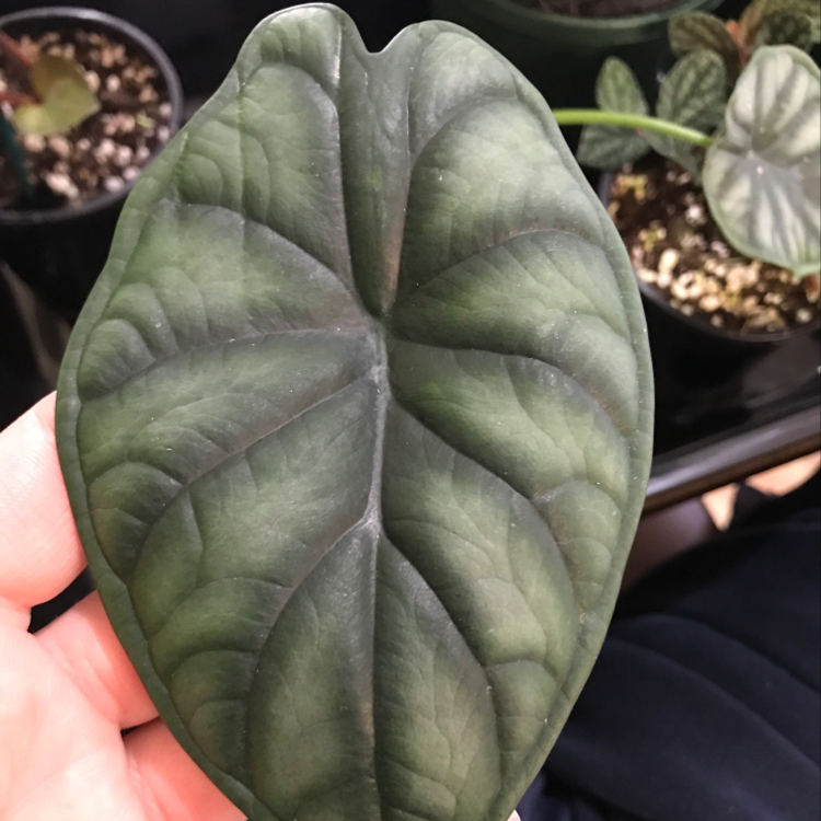 Close-up of a healthy Alocasia 'Dragon Scale' leaf held by a hand.