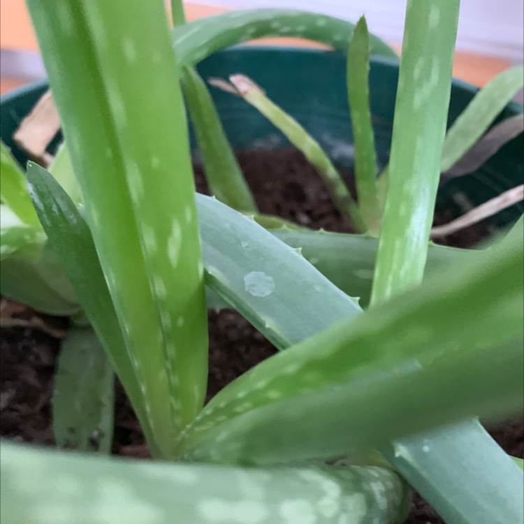 Aloe vera plant photo by Jenn named Aloe on Greg, the plant care app.