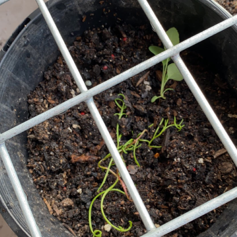 Photo of the plant species Swan River Daisy by Tia named Swan river daisy on Greg, the plant care app