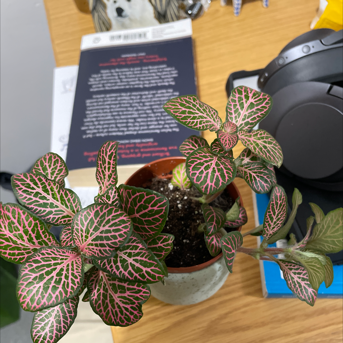 Nerve Plant plant photo by @whatsmyusernameagain named Your plant on Greg, the plant care app.