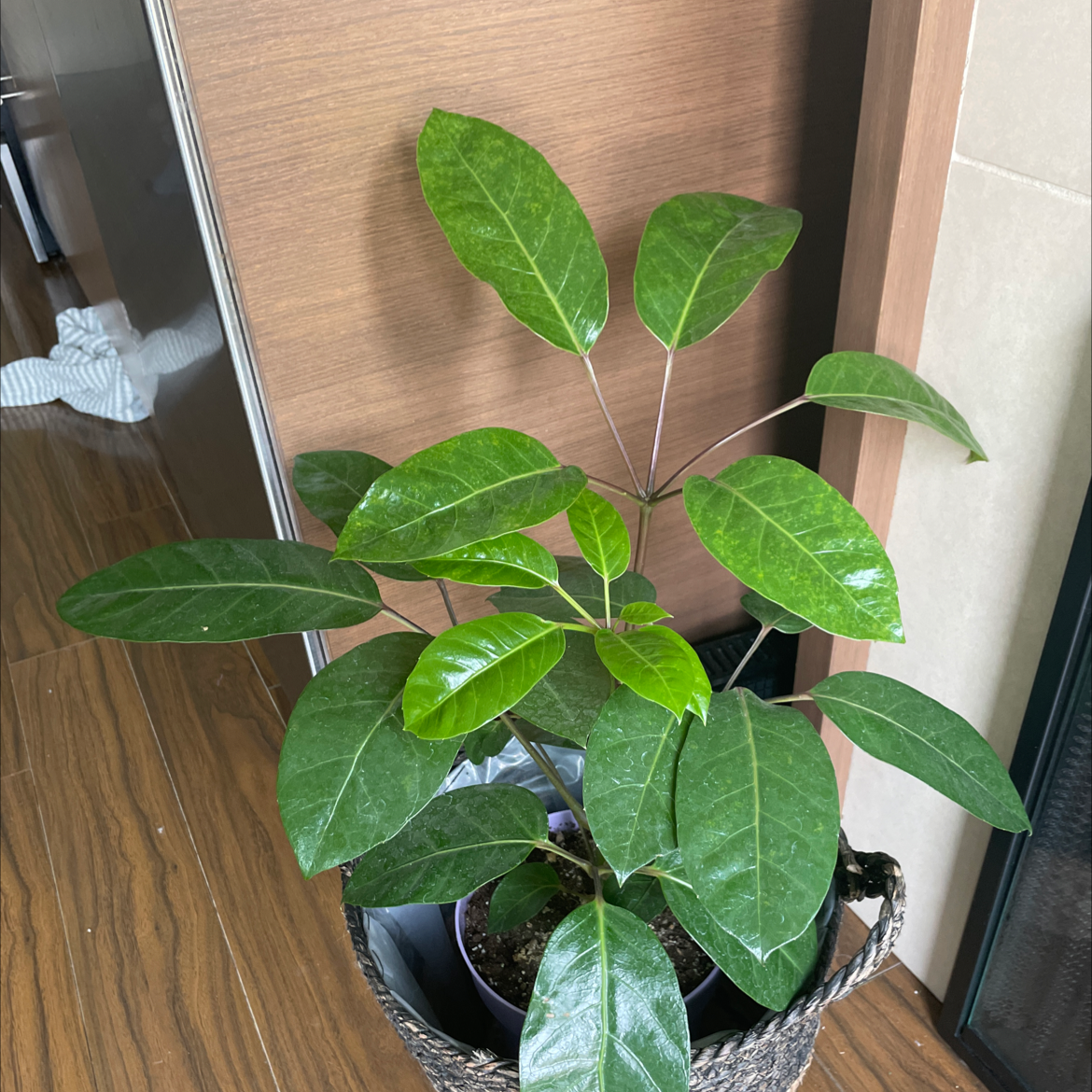 Healthy Octopus Tree plant with glossy green leaves in a pot with visible soil.