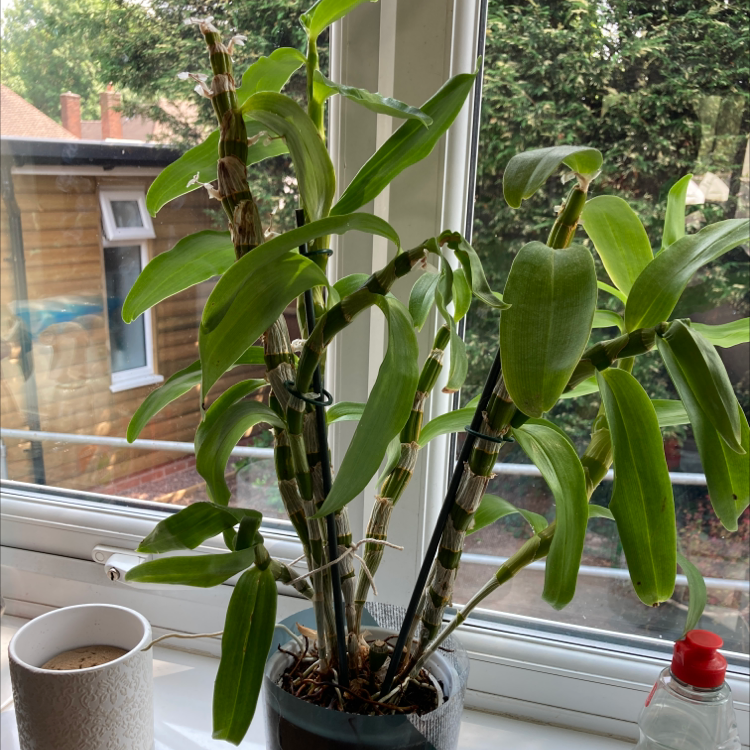 Basket Plant on a windowsill with green leaves and visible soil.