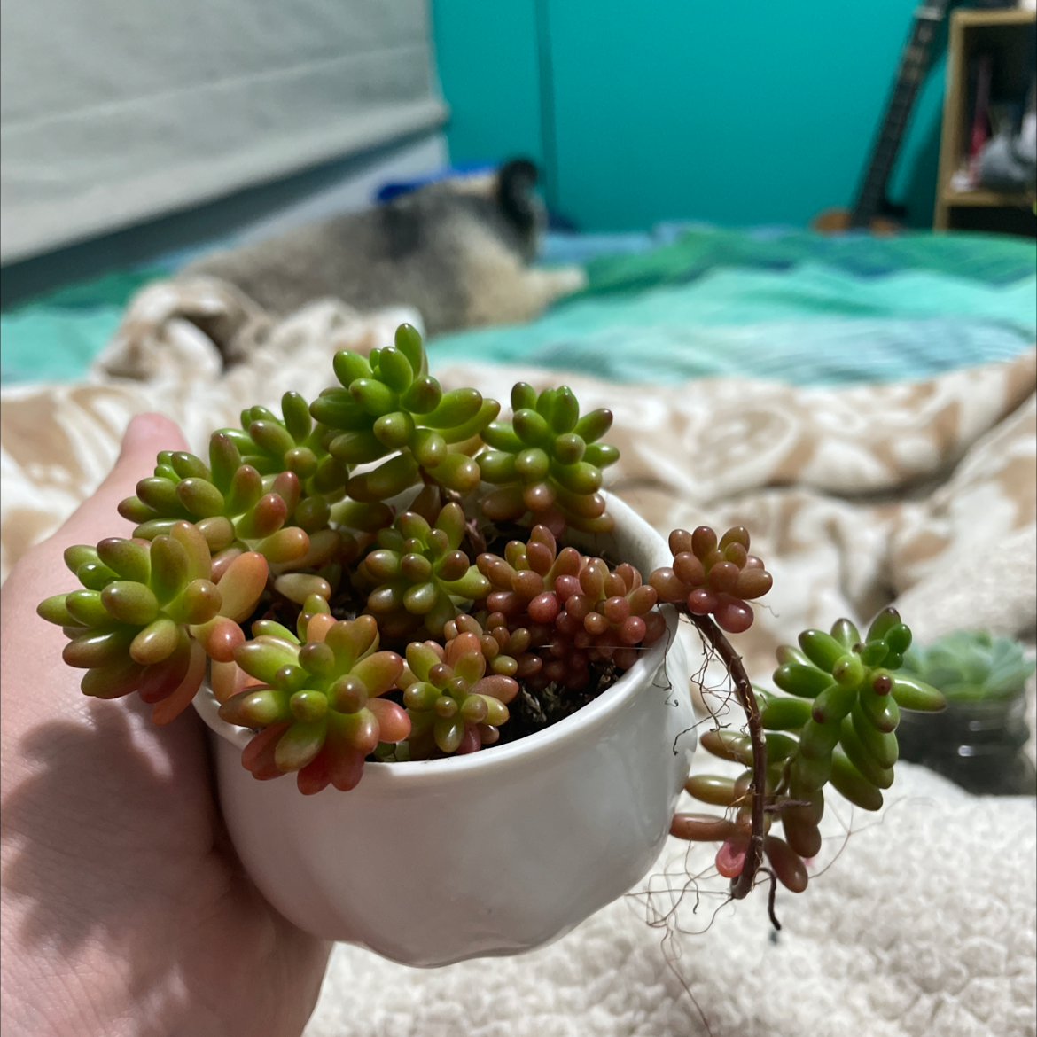 White Stonecrop succulent in a white pot, held by a hand, with a bed and dog in the background.