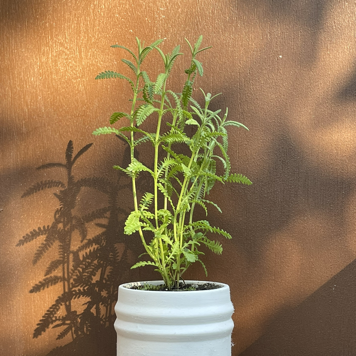 Photo of the plant species French Lavender by @donovan named Laverne on Greg, the plant care app
