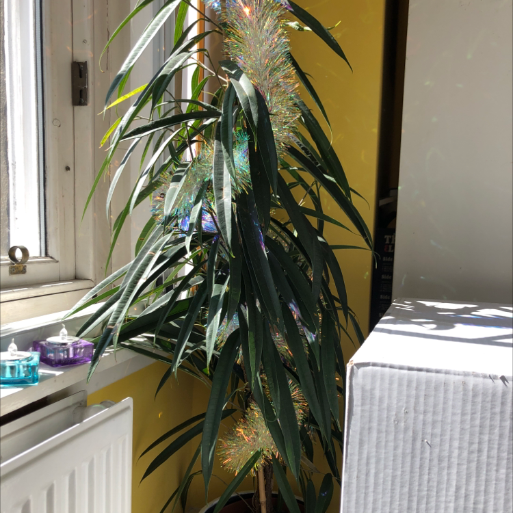 Ficus Alii plant indoors near a window with decorative material.