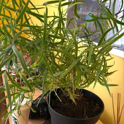 Sicklethorn plant