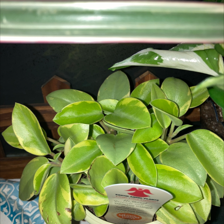 Photo of the plant species Teardrop Peperomia by @baileyplanttown named Prince on Greg, the plant care app
