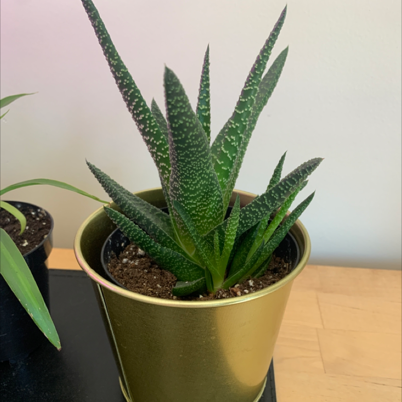 Healthy Bredasdorp Gasteria plant in a golden pot with visible soil and firm, speckled leaves.