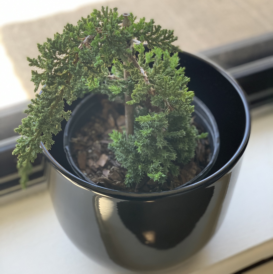 Potted Sargent Juniper plant with healthy green foliage in a black pot.