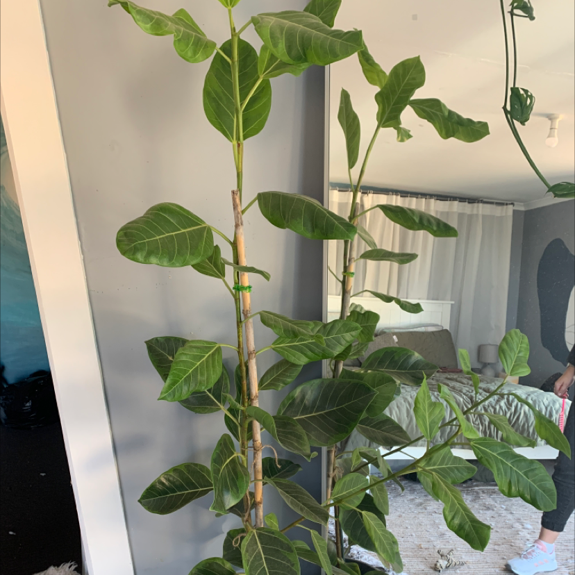 Photo of the plant species Yellow Ficus by @hannah11885 named Stella on Greg, the plant care app