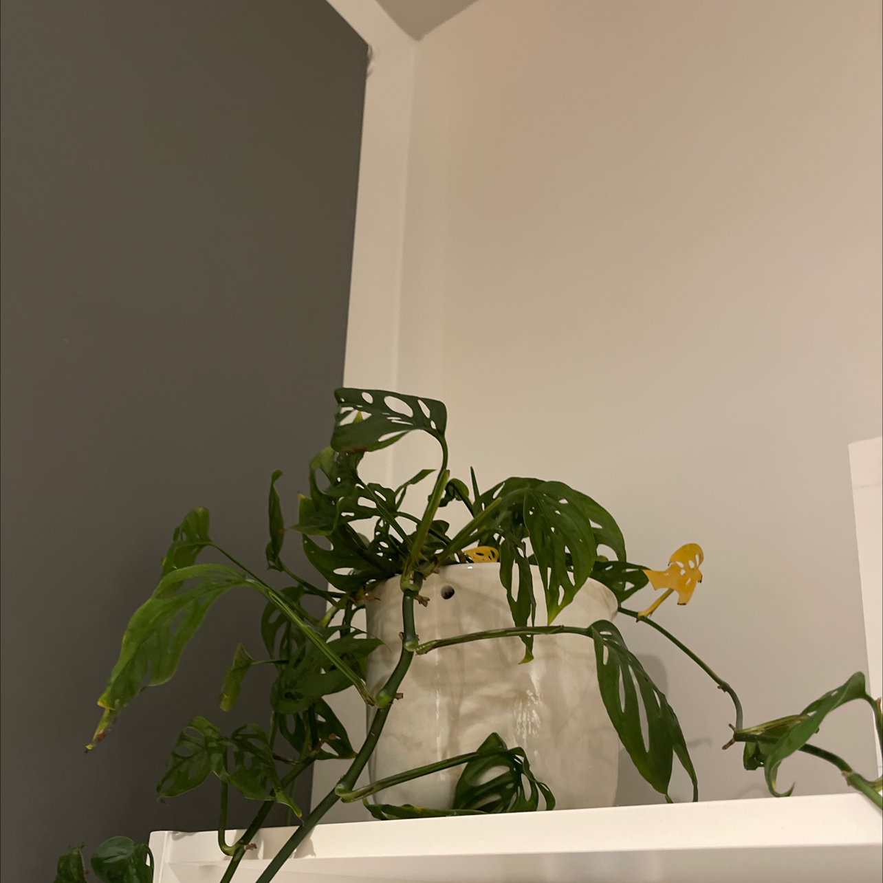 Monstera adansonii 'Laniata' plant on a shelf with some yellowing leaves.