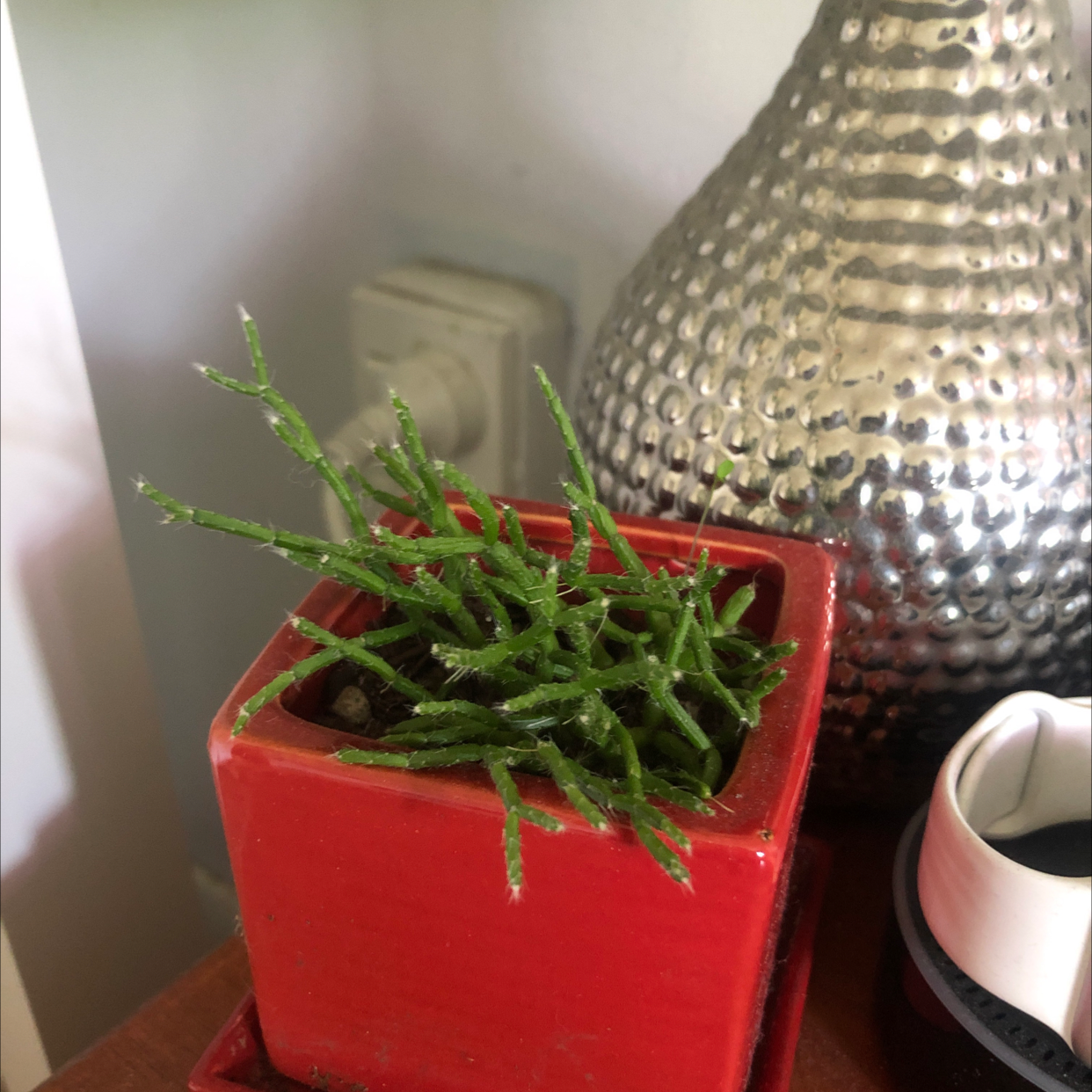 Hairy Stemmed Rhipsalis plant in a red pot with a textured metallic object in the background.