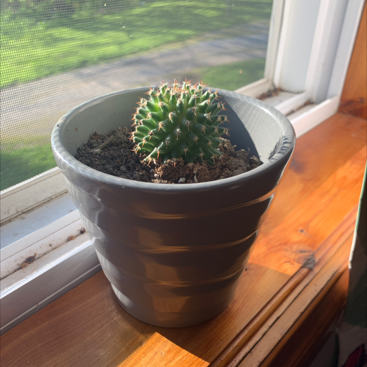 A healthy Orange Crown Cactus in a gray pot on a windowsill with visible soil.