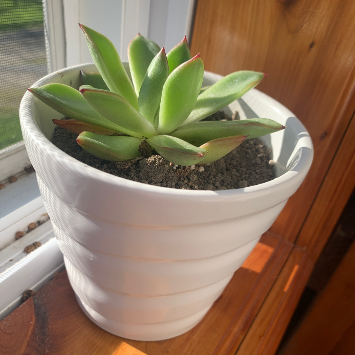 Lipstick Echeveria plant photo by @jailuvsplants named Lemonpants on Greg, the plant care app.