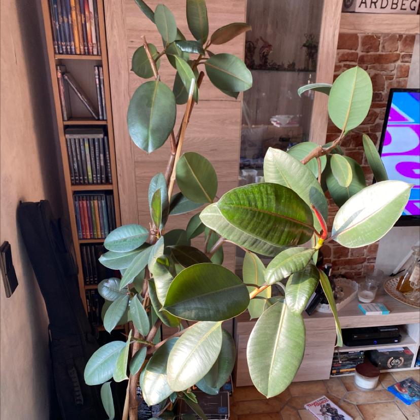 Photo of the plant species tukauki by @Eva named Baum ohne Namen on Greg, the plant care app