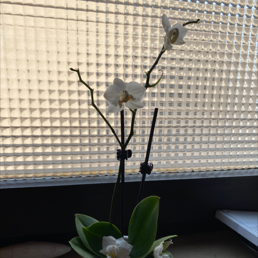 Photo of the plant species tukauki by @Eva named Orchidee on Greg, the plant care app