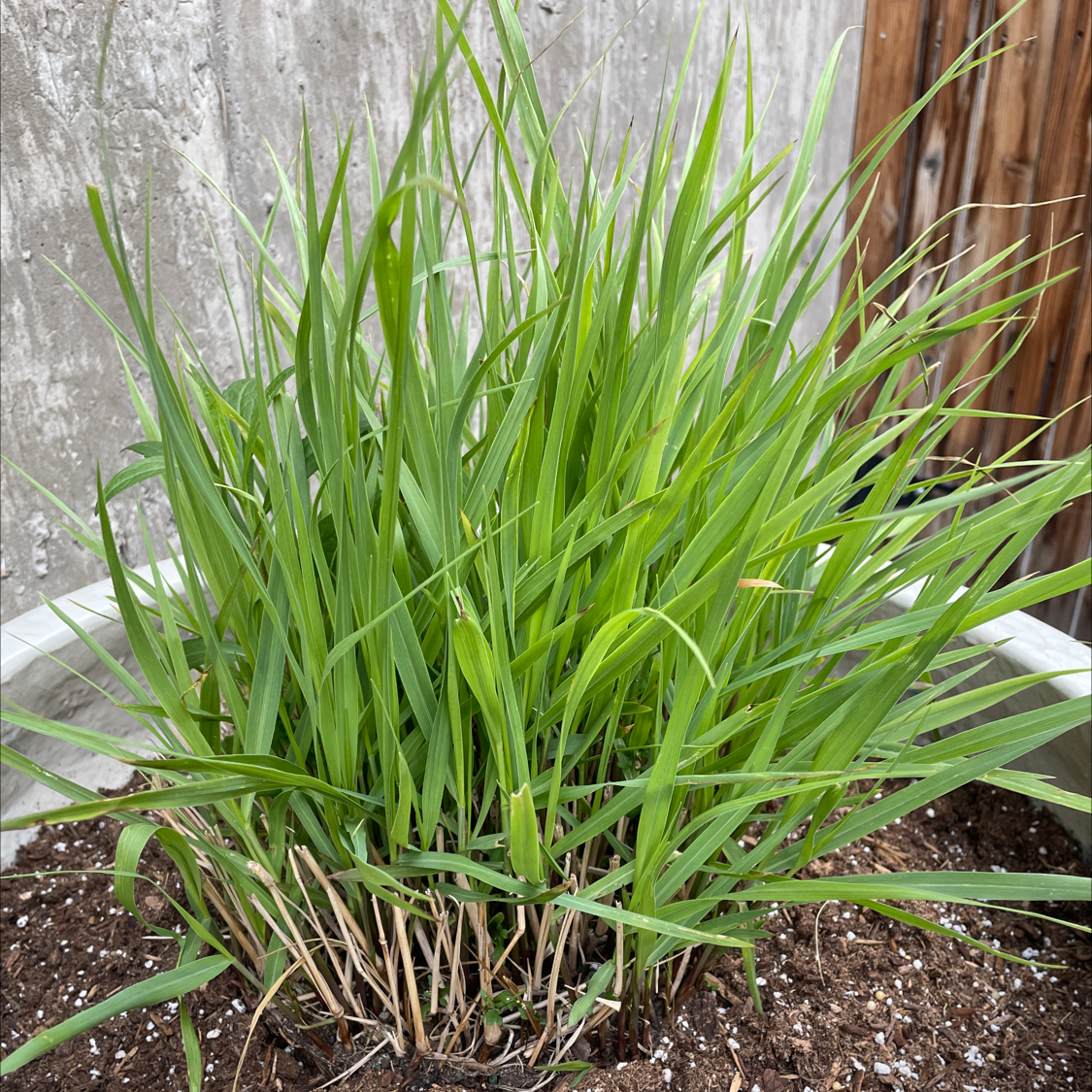 Photo of the plant species Shenandoah Switch Grass by Emily named Grasses on Greg, the plant care app