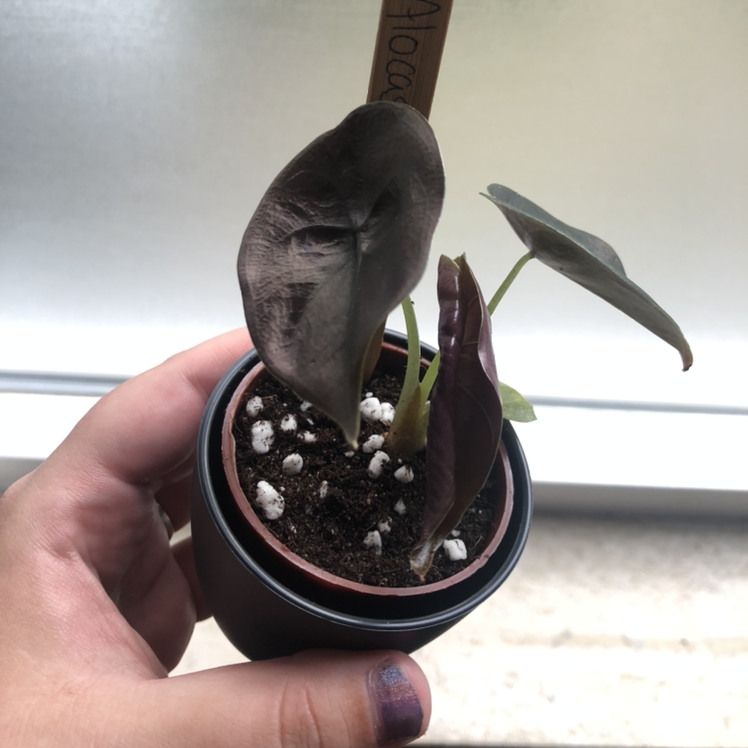 Potted Alocasia ‘Red Secret’ plant with dark leaves, visible soil, and a hand holding the pot.