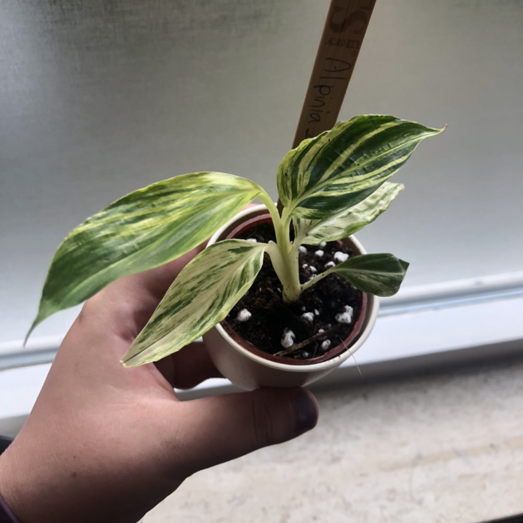 Variegated Shell Ginger plant in a small pot held by a hand, with visible soil.
