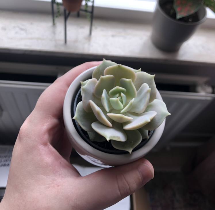 A healthy Ghost Echeveria succulent held in a white pot by a hand.